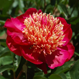 Paeonia japanese sword dance