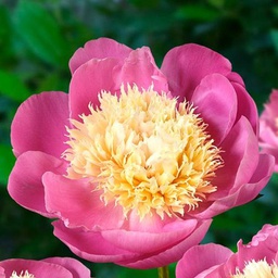 Paeonia Bowl of beauty