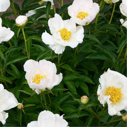 Paeonia Krinkle White