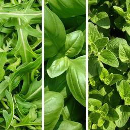 Trio de fines herbes pour pizza