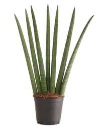 Sansevieria cylindrica