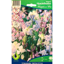 Bulbes : Jacinthe - Hispanica Mix - Hyacinthoide