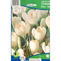 Bulbes : Crocus - Peter Pan - Large Flowering