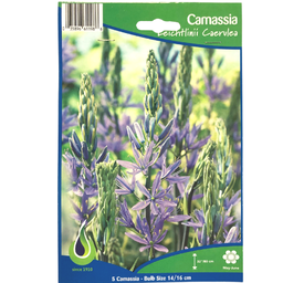 Bulbes : Camassia - Leichtlinii Caerulea