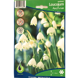 Bulbes : Leucojum - Aestivum