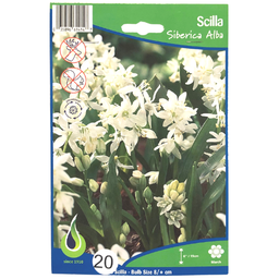 Bulbes : Scilla - Siberica Alba