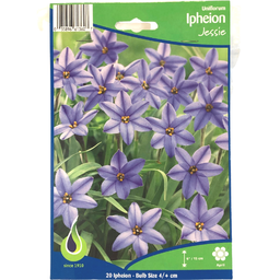 Bulbes : Ipheion - Jessie - Uniflorum