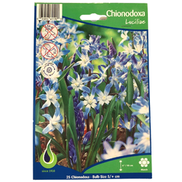 Bulbes : Chionodoxa - Luciliae - Gloire des Neiges