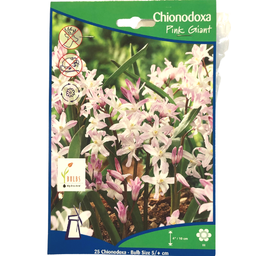 Bulbes : Chionodoxa  - Pink Giant - Gloire des Neiges