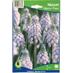 Bulbes : Muscari - Valerie Finnis