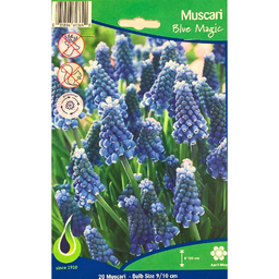 Bulbes : Muscari - Blue Magic