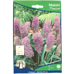 Bulbes : Muscari - Plumosum