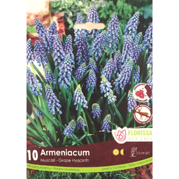 Bulbes : Muscari - Armeniacum - Grape Hyacinth