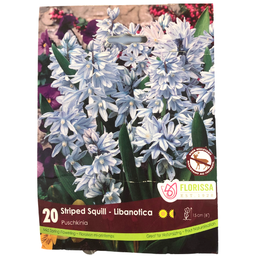 Bulbes : Puschkinia - Libanotica - Striped Squill