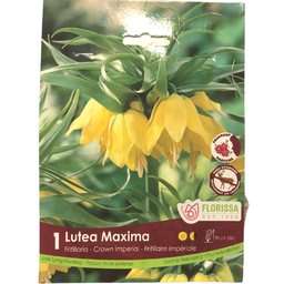 Bulbes :  Fritillaria - Lutea Maxima - Crown Imperial