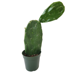 Opuntia ficus indica