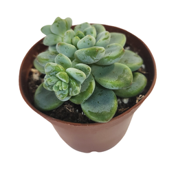 [SUCCSPP12.5] Echeveria spp1 (succulente)