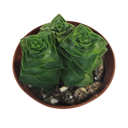 [SUCCSPP12.5] Crassula spp1 (succulente)