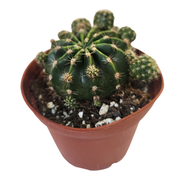 [CACTSPP12.5] Cactus spp1