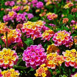 [LANTESPEROSE5] Lantana Esperanta