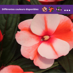 Impatiens Nouvelle-Guinee Harmony