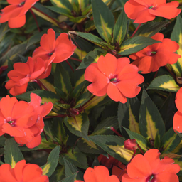 Sunpatiens Vigourous Tropical