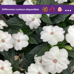 Sunpatiens Compact