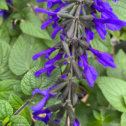 Salvia Bodacious Rhythm N Blues