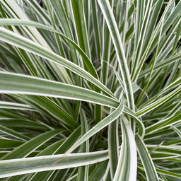 Pennisetum Sky Rocket