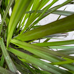 Pennisetum Rubrum