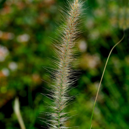 [PENNMINI5] Pennisetum Minimus