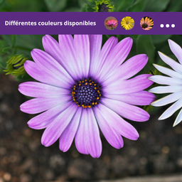 Osteospermum Zion