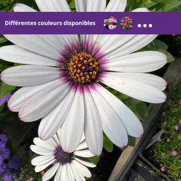 Osteospermum Senoritas