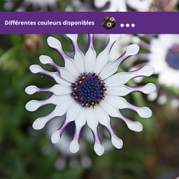 Osteospermum Flower Power Araignée