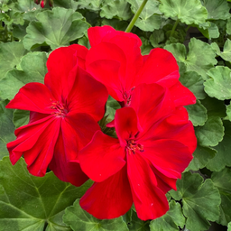 [GERALUCIROUG4] Geranium Lucignolo