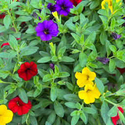 Calibrachoa Mixmaster