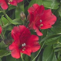 Alternanthera