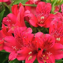 Alstroemeria