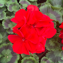 [GERAREALPOLA12] Jardiniere Geranium Real