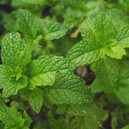 Menthe Marocaine