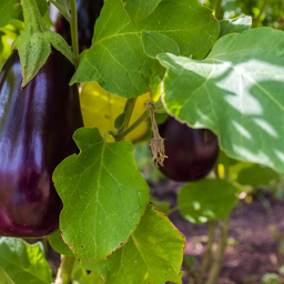 Aubergine Night Shadow