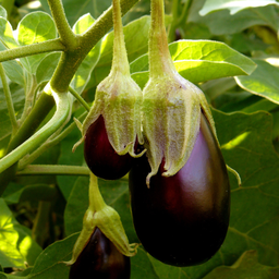 Aubergine Patio Baby