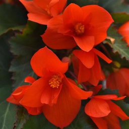 [BEGOORAN4] Begonia orange lanterne