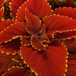 [COLETALAMOON5] Coleus Talavera