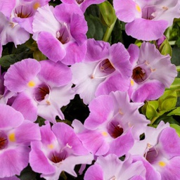 [TORECATAPINK4] Torenia Catalina
