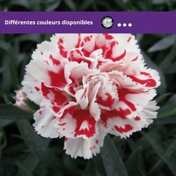 Dianthus Supertrooper