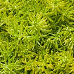[SEDULEMOCORA5] Sedum Lemon Coral