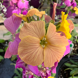Erysimum Hybridum
