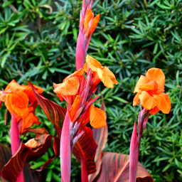 Canna African Sunset