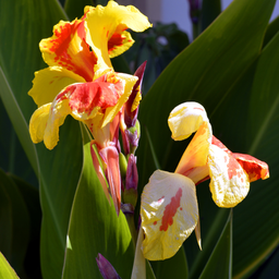 Canna Cleopatra